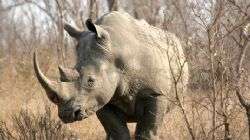 Help for African rhino poaching survivors