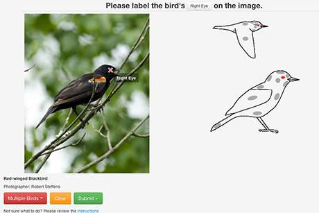 Help 'Merlin' become a wizard at identifying birds