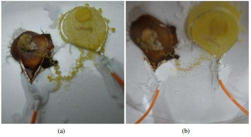 Researchers find slime mold feeding fronds have memristance