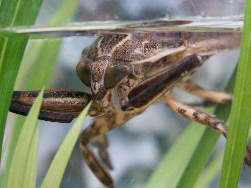 Hide, ambush, kill, eat: The giant water bug Lethocerus patruelis kills a fish