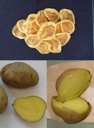 High-nutrition and disease-resistant purple and yellow-fleshed potato clones obtained