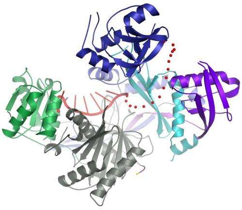 Hijacked protein may lead to new therapeutic interventions