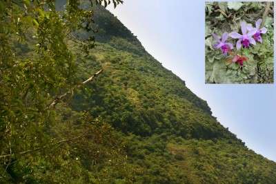Himalayan flowers shed light on climate change