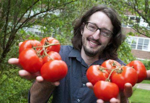 Historian studies quest for the 12-month tomato