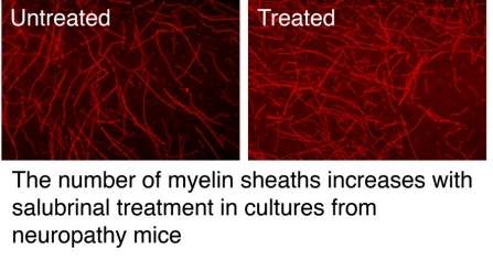 Hitting 'reset' in protein synthesis restores myelination