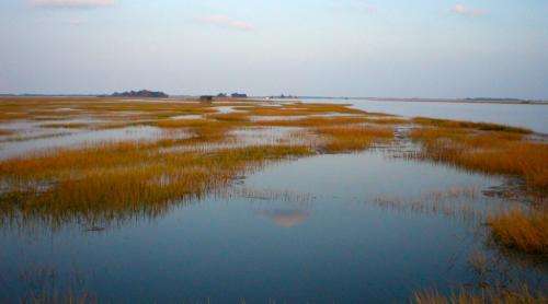 Humans threaten wetlands' ability to keep pace with sea-level rise
