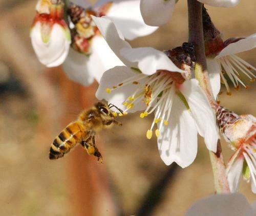 Honey bees are more effective at pollinating almonds when other species of bees are present