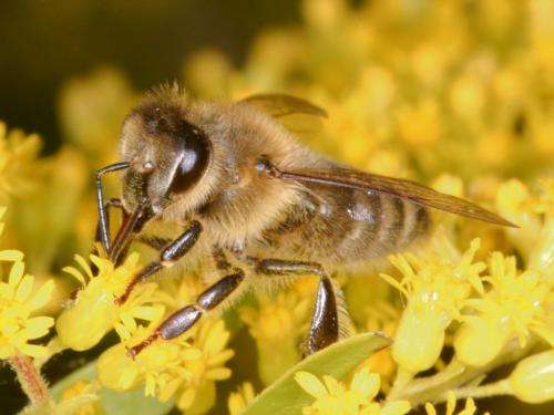 Honey bees demonstrate decision making process to avoid difficult choices