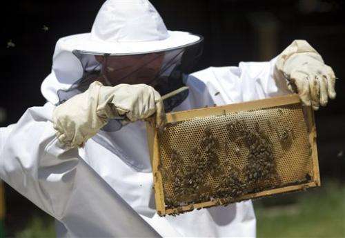Honeybees trained in Croatia to find land mines