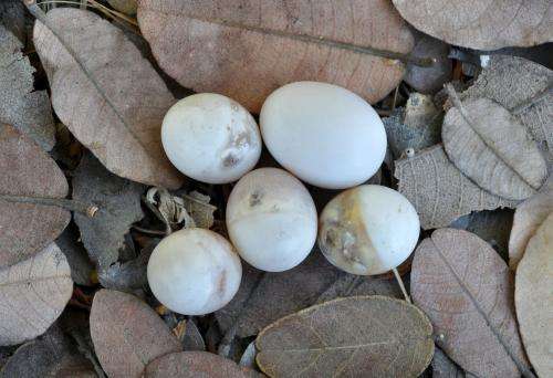Honeyguide birds destroy own species' eggs to eliminate competition
