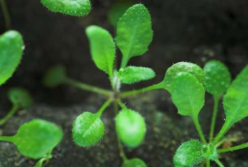 How a little plant became a model for pioneering research