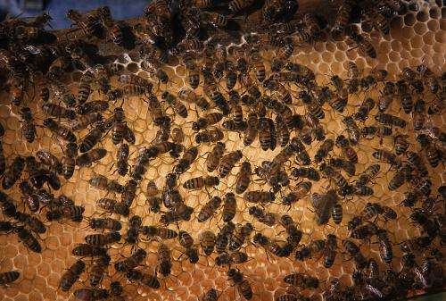 How do bees make honey? (It’s not just bee barf)