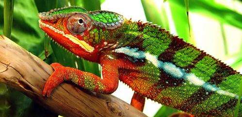 How do chameleons and other creatures change colour?