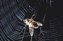 How electricity helps spider webs snatch prey and pollutants