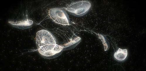 How glow-in-the-dark jellyfish revolutionised plant biology