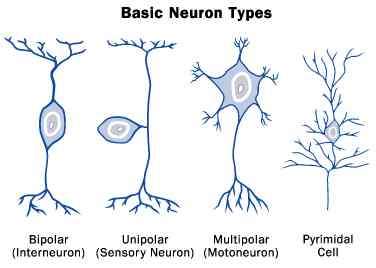 How many types of neurons do we need to define?