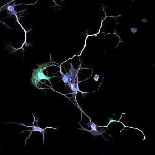How neurons get wired