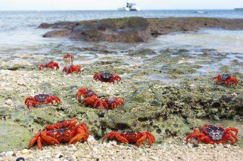 How red crabs on Christmas Island speak for the tropics