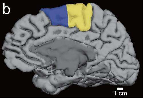 How sleep helps brain learn motor task