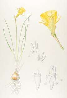 How the daffodil got its trumpet
