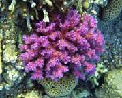 How the purple and pink sunscreens of reef corals work