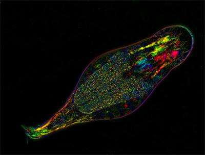 How to survive without sex: Rotifer genome reveals its strategies
