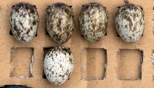How tree sparrows recognize foreign eggs in their nests