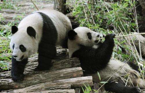 Huan Huan (&quot;happy&quot;) (L) and Yuan Zi (&quot;chubby&quot;), two Chinese pandas, at Beauval zoo in central France on Janu