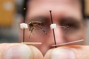 Huge, aggressive mosquito may be abundant in Florida this summer, expert warns