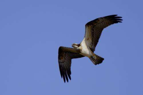 Human expansion is leaving the osprey of the Canaries cornered