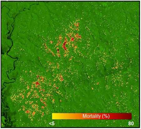 New research will help shed light on role of Amazon forests in global carbon cycle