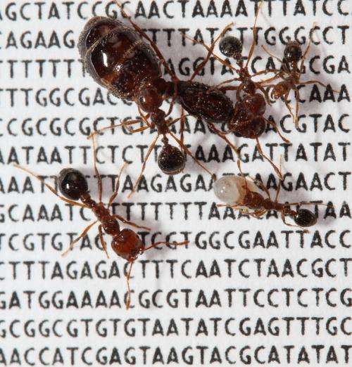 Scientists identify new 'social' chromosome in the red fire ant