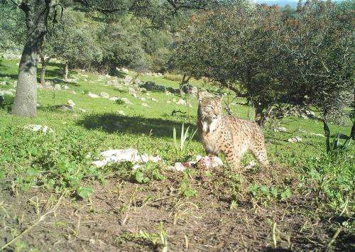 Iberian lynx attacks on farm animals are on the rise