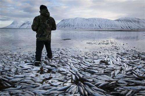 Iceland investigating mass herring deaths