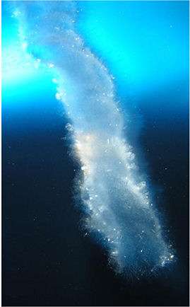 Ice tubes in polar seas—'brinicles' or 'sea stalactites'—provide clues to origin of life