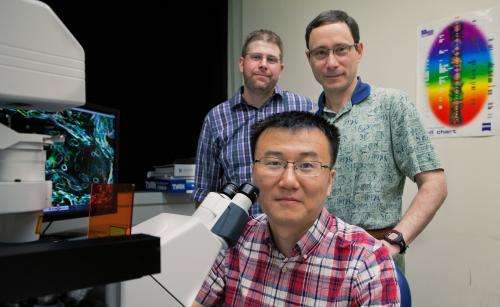 Illinois researchers advance understanding of schistosome reproduction