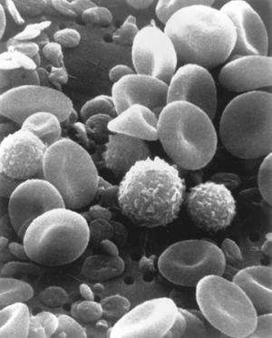 Ills of aging blood: Short-circuited stem cell programming linked to failing blood development
