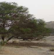 Acacia trees crucial to Israel's desert bats, study finds