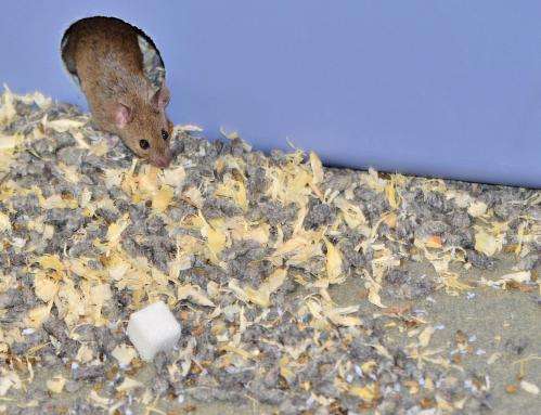 Sugar is toxic to mice in 'safe' doses