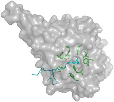 Immune response linked to key enzyme
