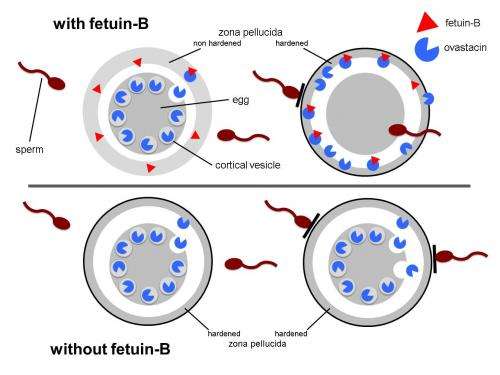 Important fertility mechanism discovered