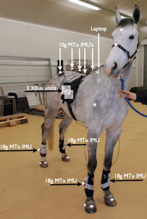Important step forward for gait analysis of horses