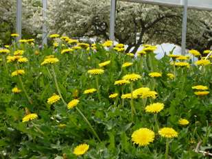 Improved-yield dandelions prepped for tire production