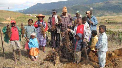 Improving food security and conserving yam diversity
