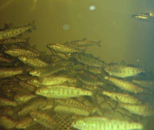 Improving salmon's success in the wild and aquaculture