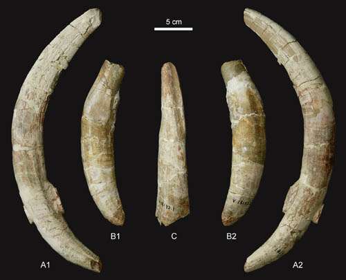 Incisors of primitive rhino found from the Early Miocene of Linxia Basin in Gansu, China