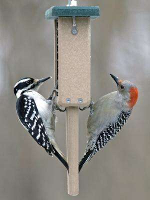 Increase in woodpecker populations linked to feasting on emerald ash borer