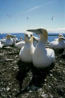 Incredible ‘gannet cam’ captures birds’ eye view