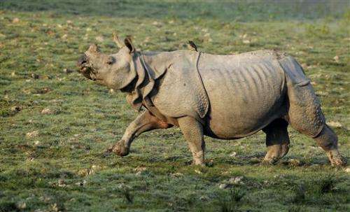 Indian park battles poachers targeting rhino horn
