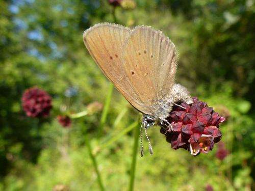 Infected butterflies lead geneticists up the garden path